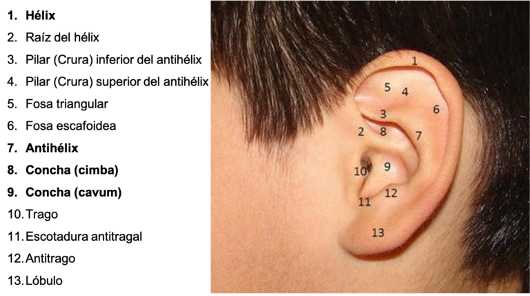 Anatomía pabellón auricular